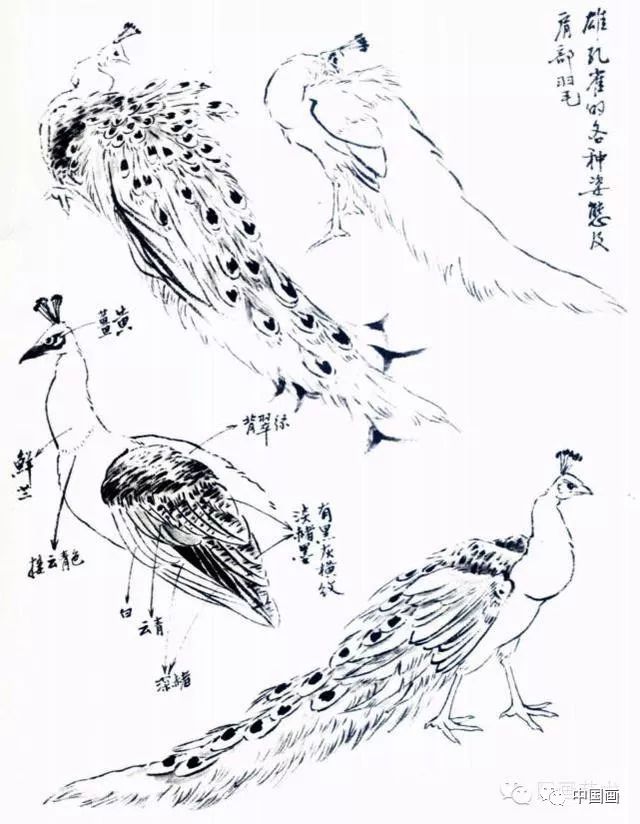 教你怎样画孔雀,很齐全的一篇步骤教学_羽毛