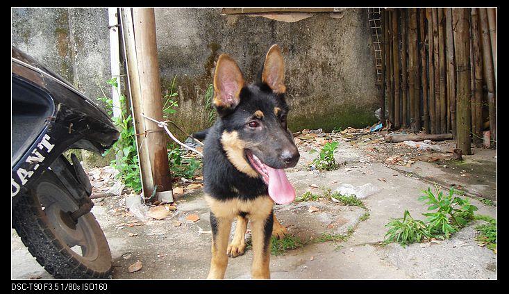 出售狼狗一只 三个多月