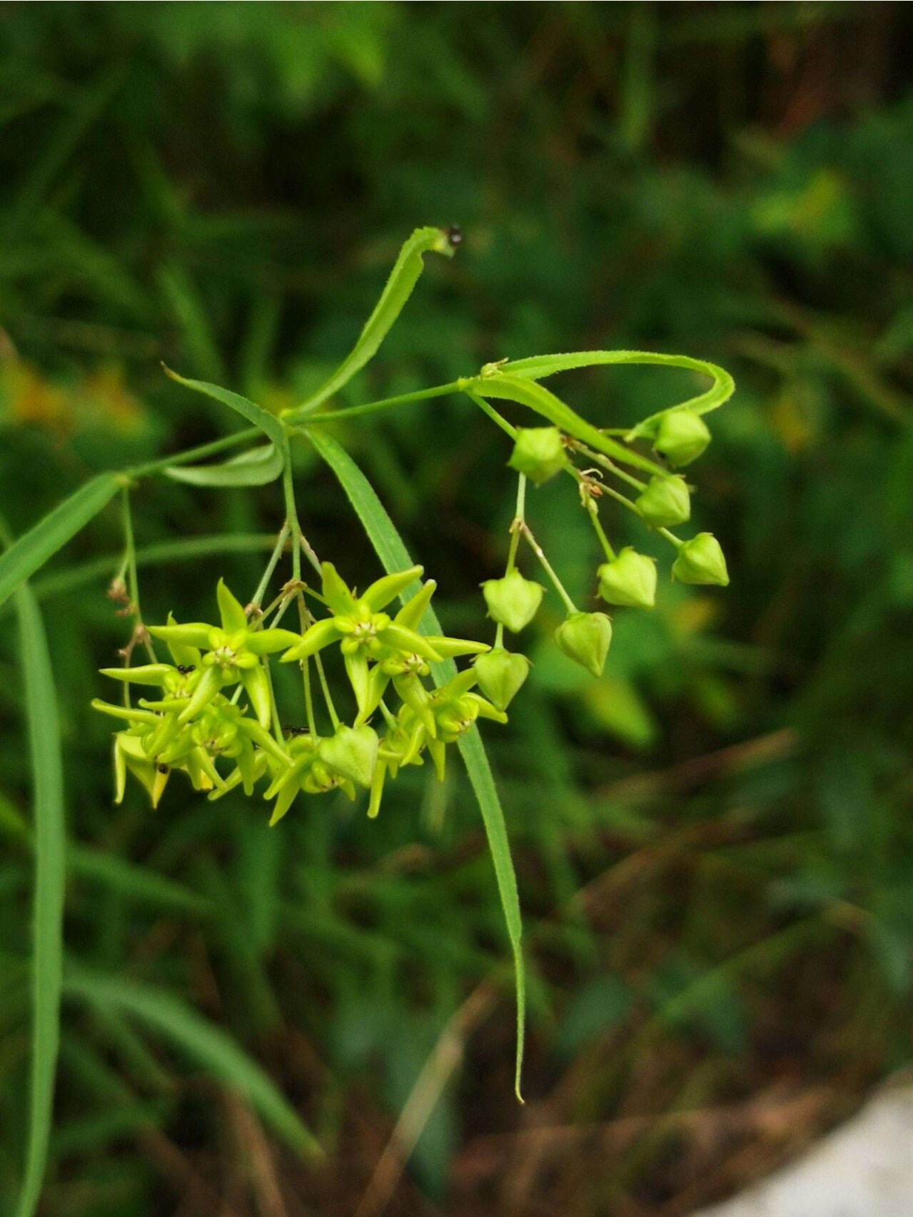 每日认识一味中药——徐长卿 【药用部位】萝藦科植物徐长卿的干燥根