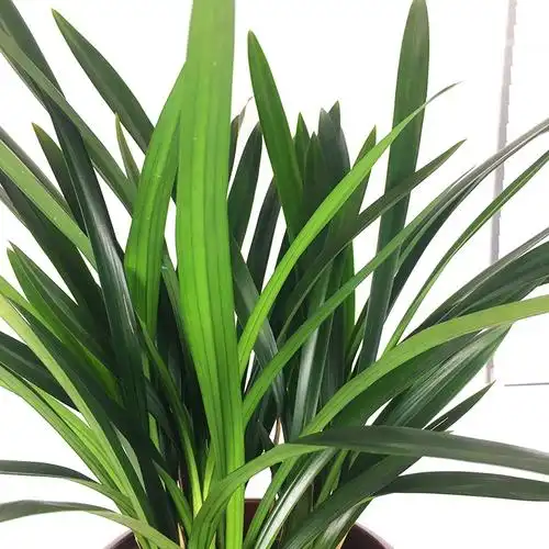 剑兰 观叶植物净化空气盆栽孔雀蓝陶瓷盆办公室植物居家花卉