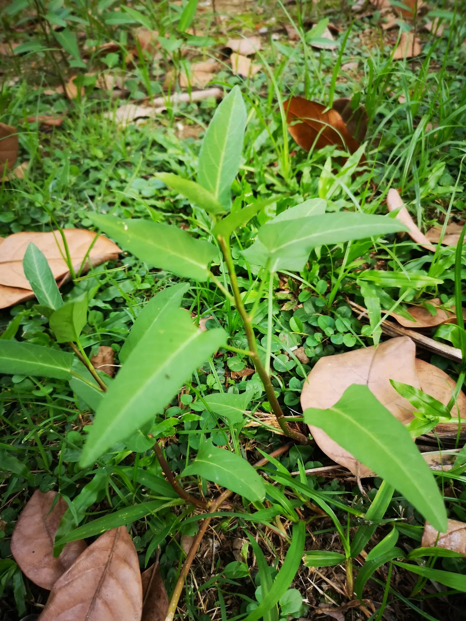 泰国清迈生活 || 院子的野空心菜