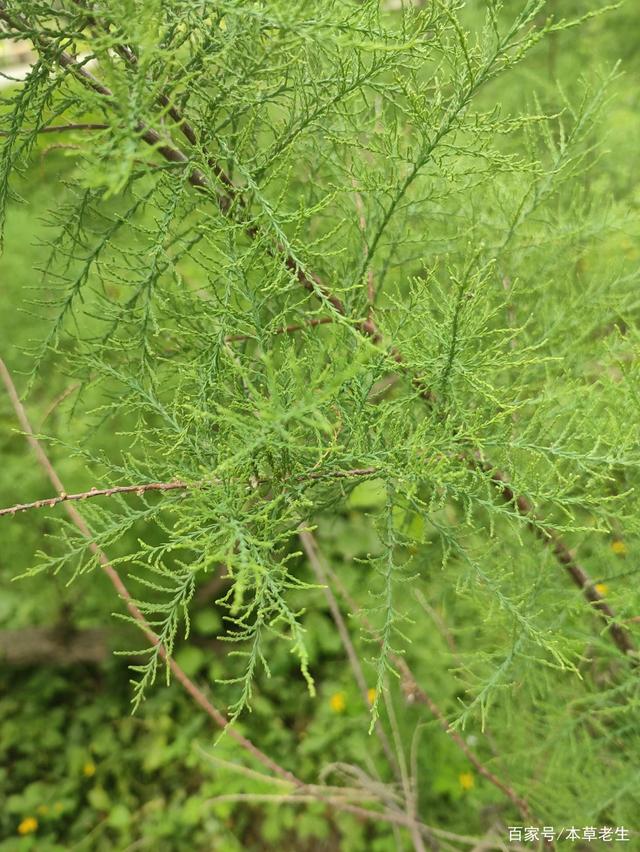 柽柳,柽柳科植物,枝叶就是辛温解表药材.