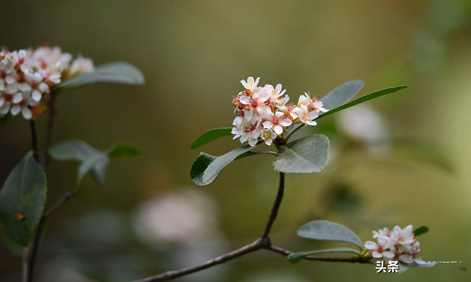 春花树花开便是春分