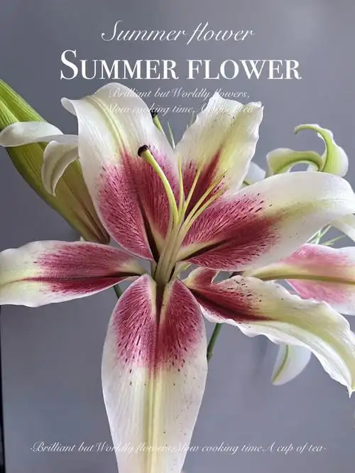 老王家新品香水百合周公解梦