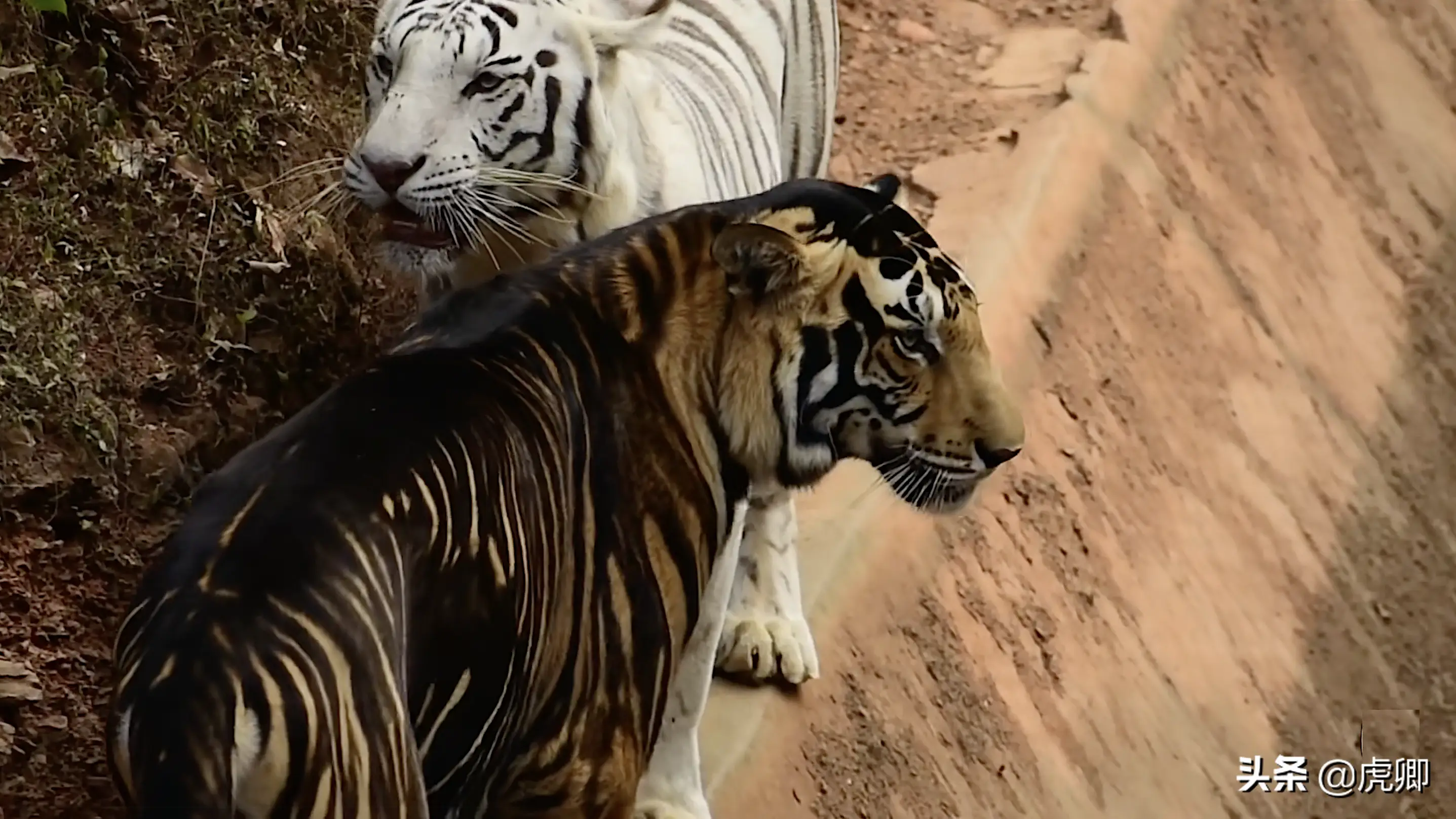 白狮黑豹稀有的真相_老虎_黑色_变异