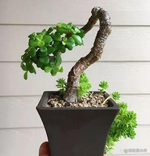 金枝玉叶老桩快速养成,记住"3大",别吝啬,主干粗壮叶油绿