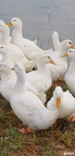 白鸭48-50天毛水靓