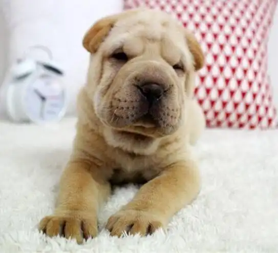 活体沙皮狗幼犬纯种狗狗沙皮犬沙皮狗活体宠物双血统短毛小型皱皮肉嘴