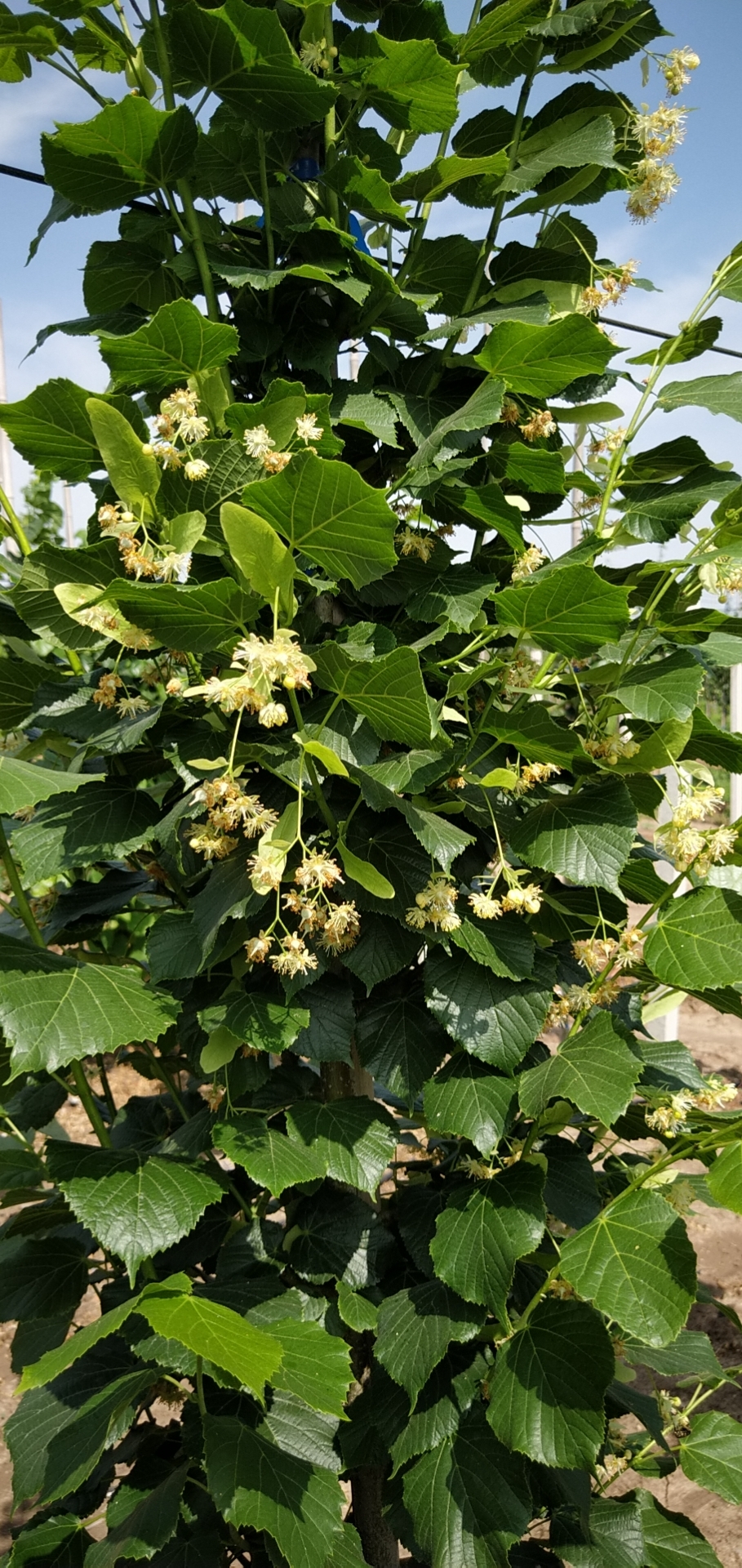 在椴树开花的季节,与你相约抬头园林!