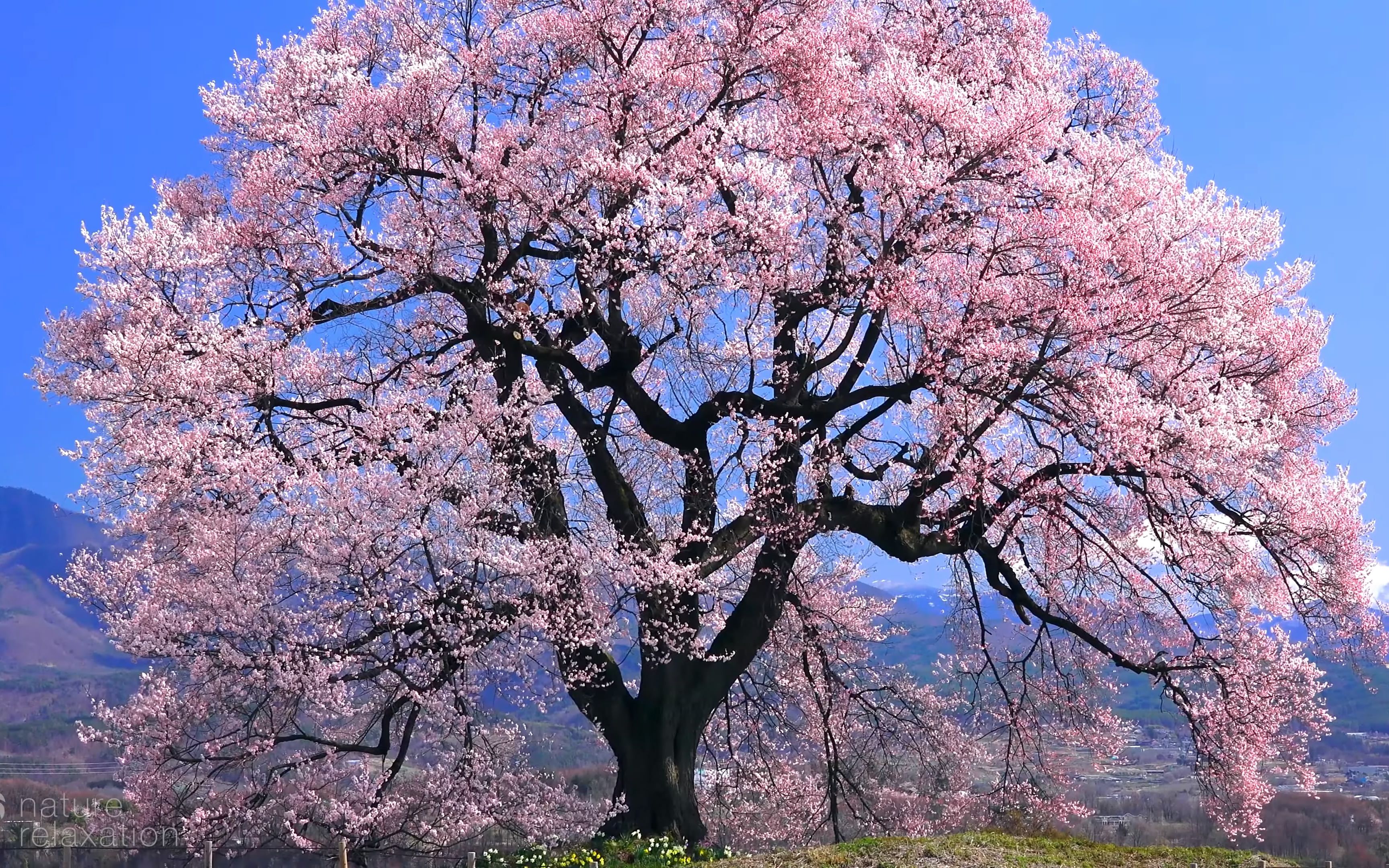 日本春天樱花,4k超清环境自然风景 钢琴放松音乐