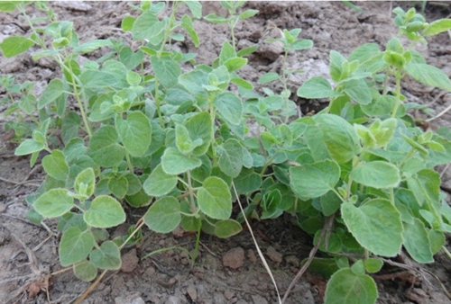 党参苗2020有党参苗卖党参种植前景分析