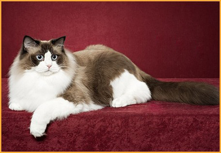 布偶猫品相详解电子书布偶猫品相鉴定