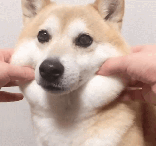 柴犬yuripi501捏脸蛋 gif 动图_gif_柴犬_yuripi501_动图_脸蛋表情