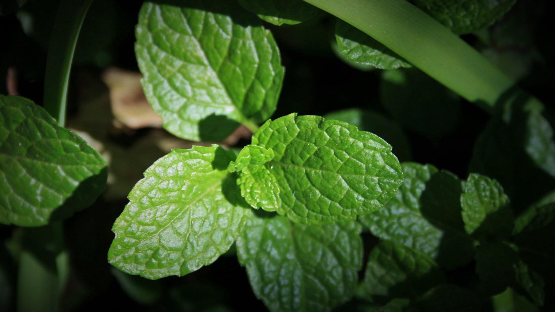 小清新薄荷绿叶唯美高清桌面壁纸