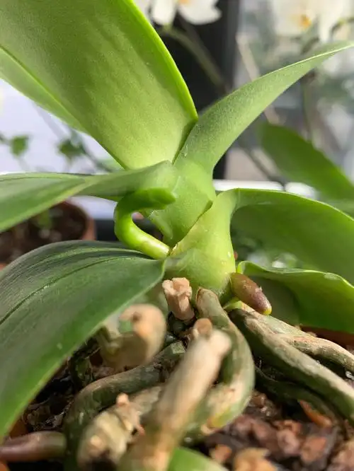 蝴蝶兰花梗长歪啦04