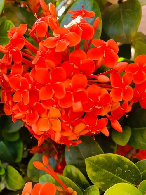 红艳艳的龙船花