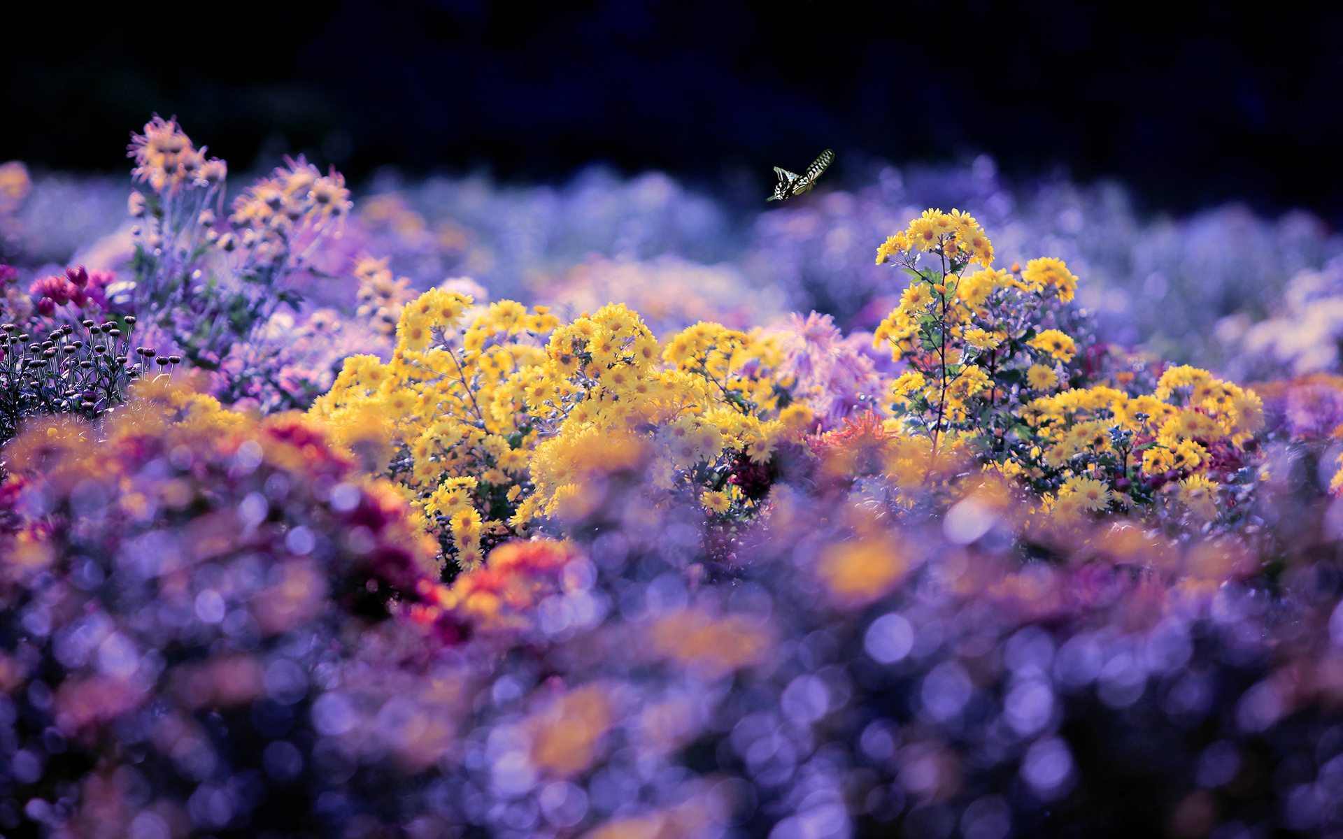 清新花卉摄影图片高清电脑桌面壁纸图片(一)_植物壁纸_壁纸下载_美桌