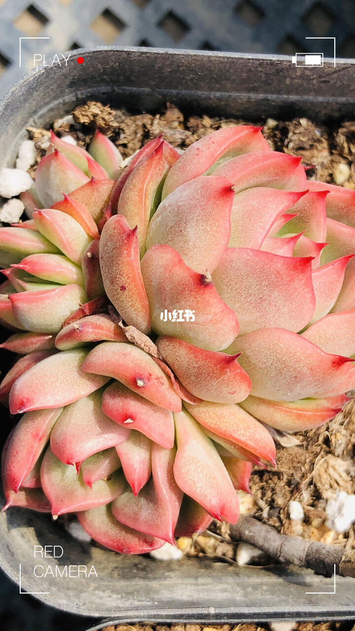 弗洛瑞安娜个位数的肉肉适合新手