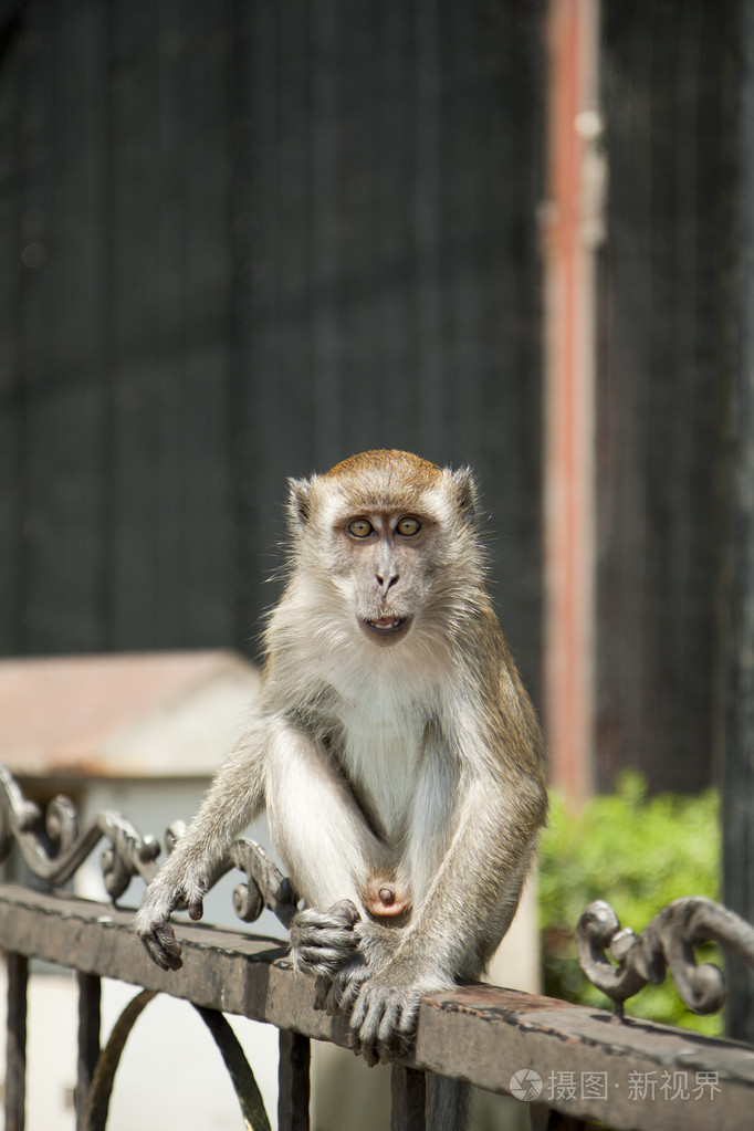 猴子照片-正版商用图片1a3i3b-摄图新视界