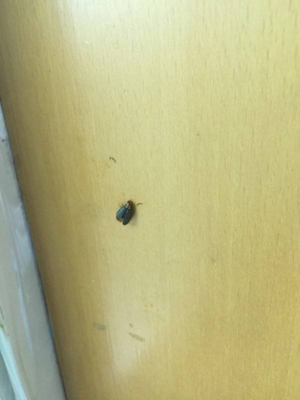 家里窗户外头很多这种小虫,会飞,黑色的比瓢虫大一点,是什么虫子啊