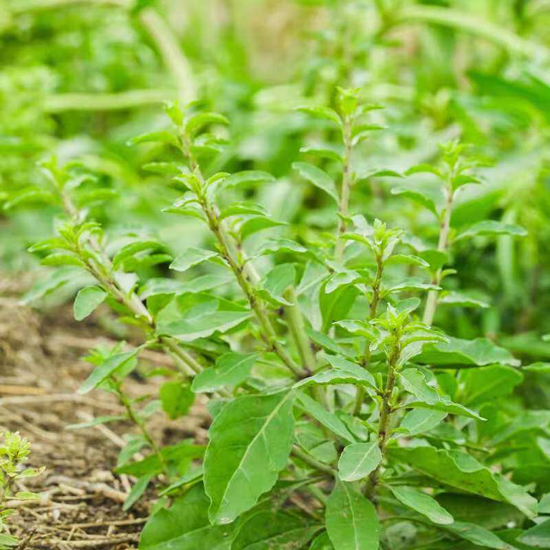 枸杞野菜芽尖现发药用野生纯野叶新鲜枝现头茬叶菜类