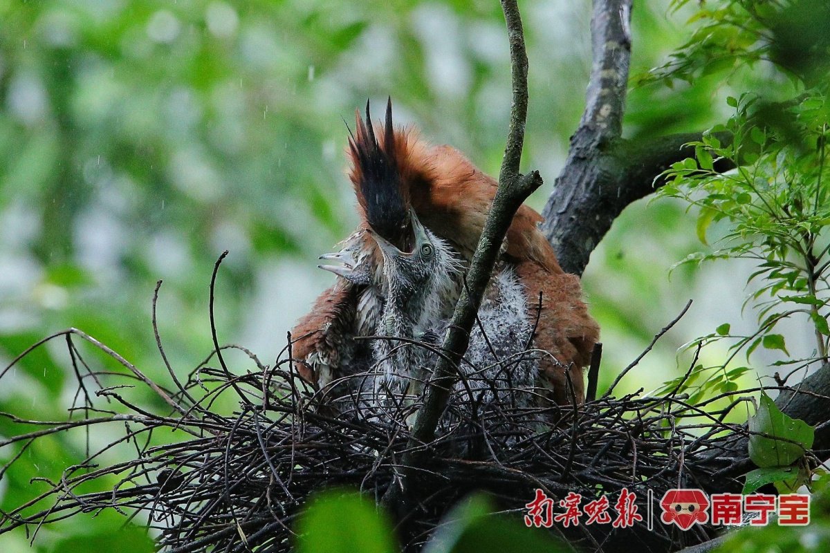 黑冠鳽在给雏鸟喂食.