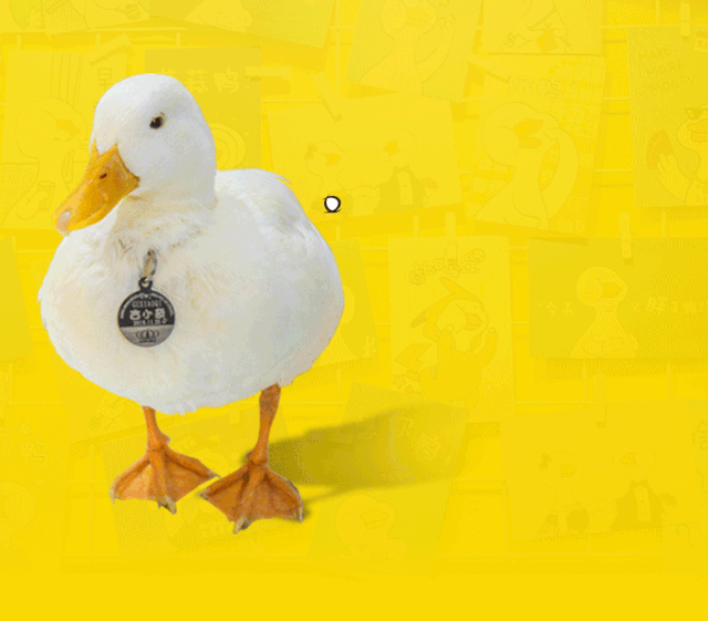 售价上万的网红柯尔鸭在这一口气能撸13只冲鸭