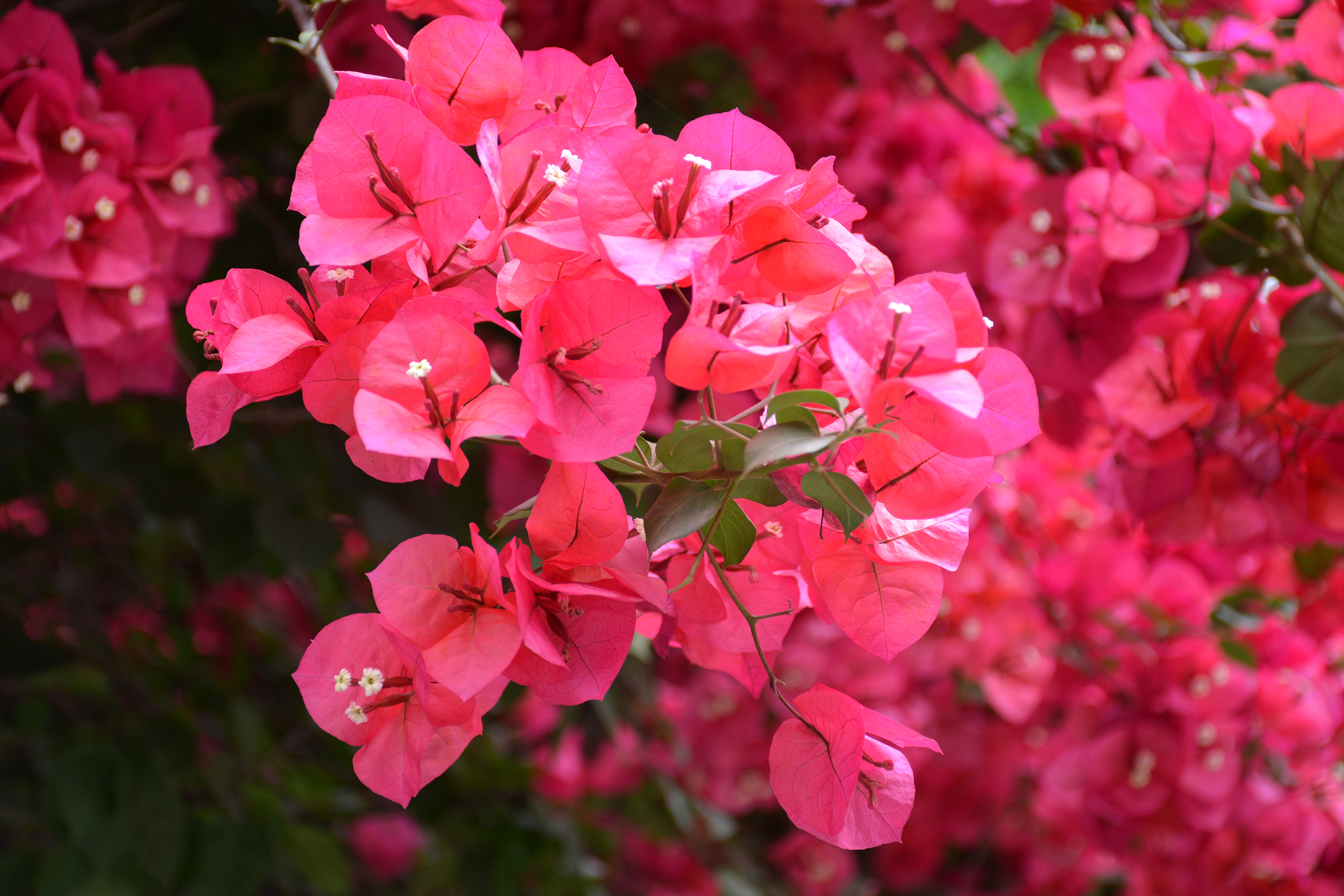 璀璨夺目--三角梅