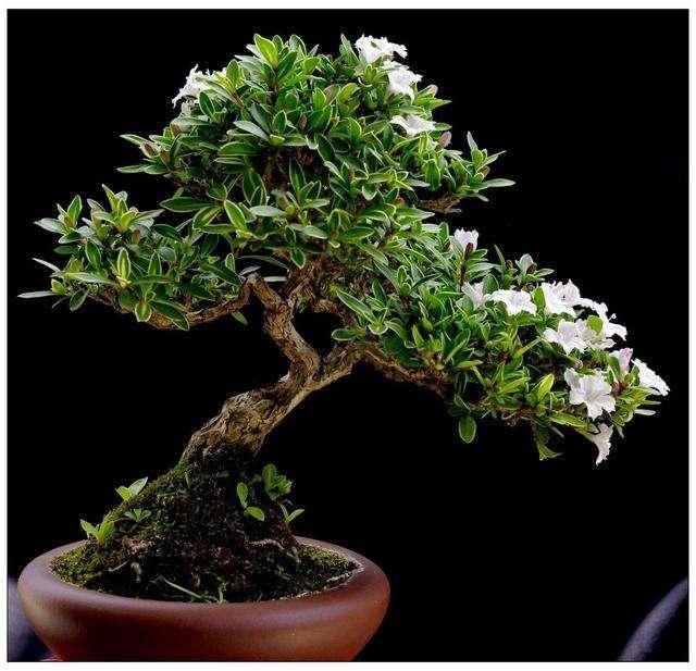 六月雪图片(六月雪盆景的养殖方法和注意事项)