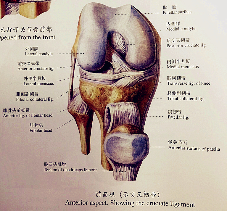 半月板半月板位于股骨髁和胫骨平台之间,内外各一,外形呈现"内c外o"状