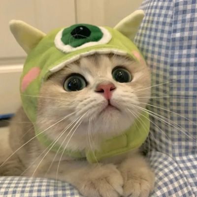 可爱猫咪头像79.夏日的遗憾一定,_微信头像_我要个性网