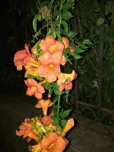 夜晚盛开的凌霄花