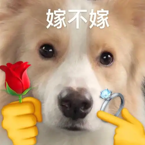 嫁给我一套表情包