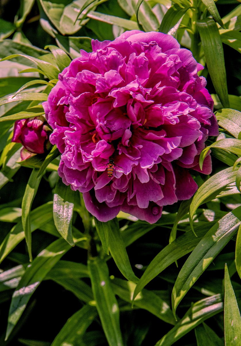 红芍药惊艳盛开