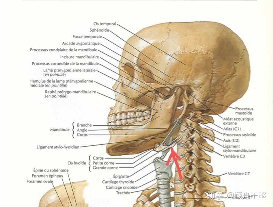 舌骨的位置最好有图求问舌骨的位置怎么找到它