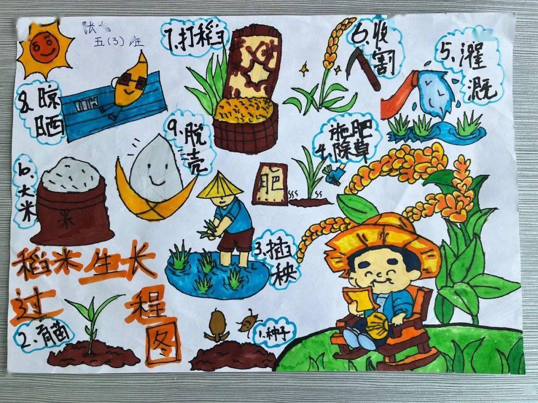 【校园动态】市昆吾小学开展纪念袁隆平院士主题实践活动_水稻_稻田