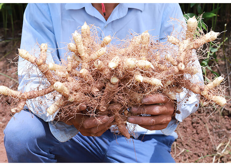 有仁堂 100g玉竹野生玉竹根新鲜玉竹干条玉竹片另沙参麦冬山参黄精