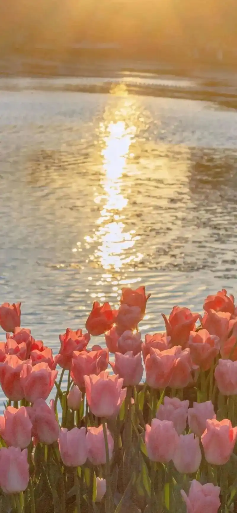 ins花风景壁纸.#上热门 #治愈系 #好看的背景图 #好看 - 抖音