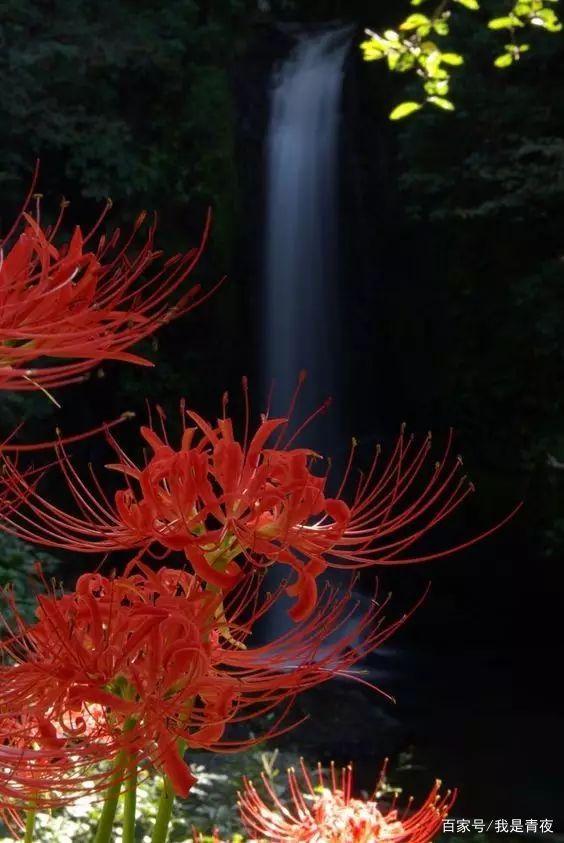 黄泉路边彼岸花|奈何桥上孟婆汤|阎罗殿生回生草