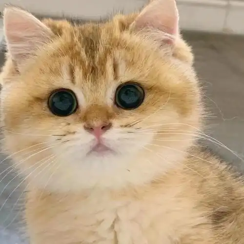 一只叫hello的英短金渐层