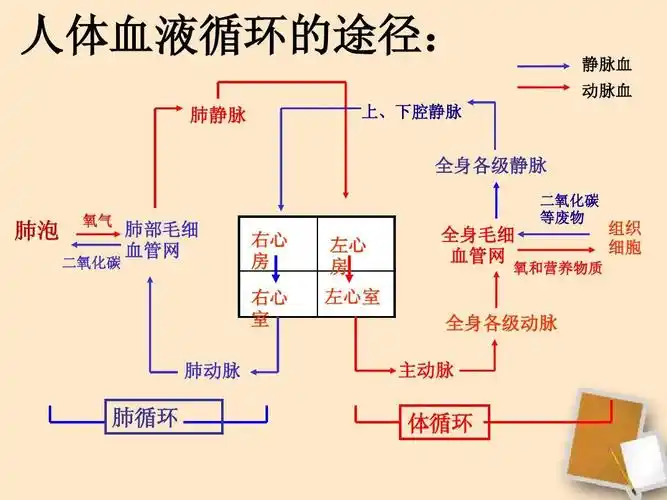 展板 人体血液循环的途径图:ppt