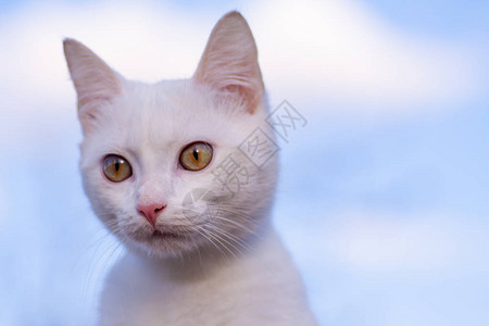 跑 猫一只大眼睛的白色家猫的画像可爱干净的猫长着粉红色鼻子的白猫