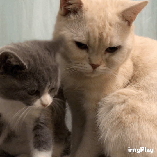 猫咪可爱亲呢呆萌gif动图_动态图_表情包下载_soogif