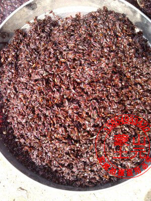 土元卵优质新鲜土元卵块纯度好 送电子版养殖技术山东省1000g包邮