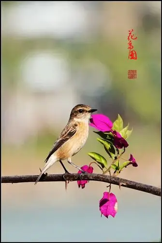 美丽海阳城·花鸟图(二)