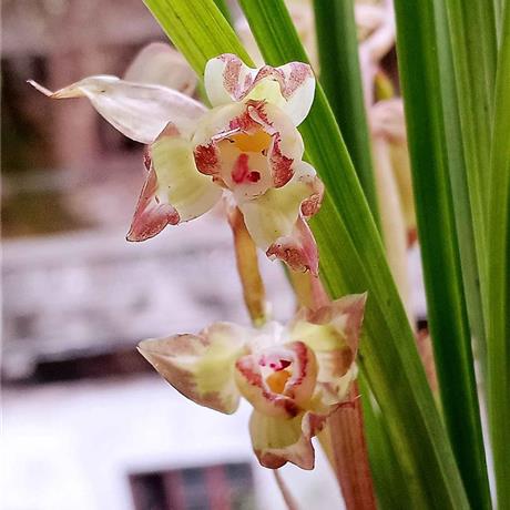 自然栽培的名品春剑复色花 - 兰花交易网