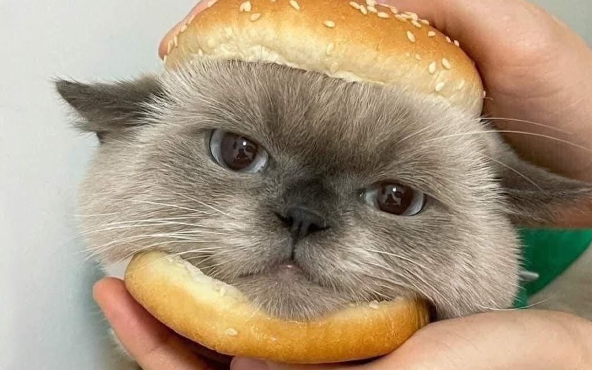 沙雕动物在这里 搞笑萌宠合集-150