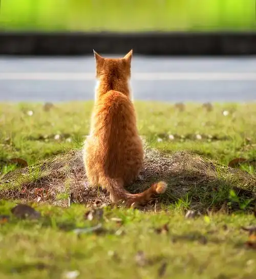 橘猫,慵懒,睡觉,注视,背影,特写,微距,橙色图片下载