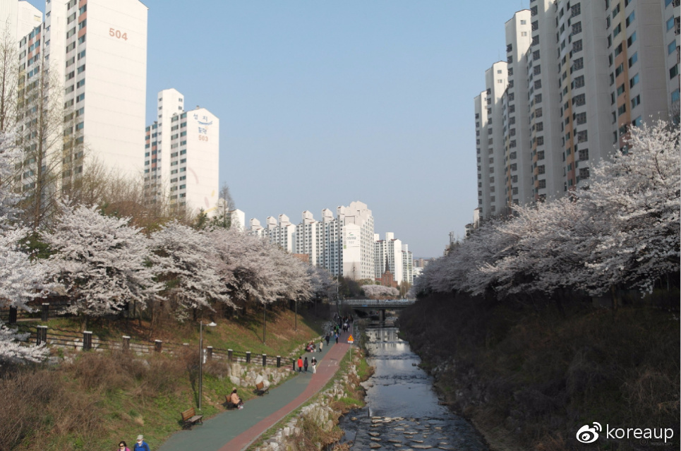 韩国旅行 龙仁旅行 京畿道龙仁十一大赏樱名地