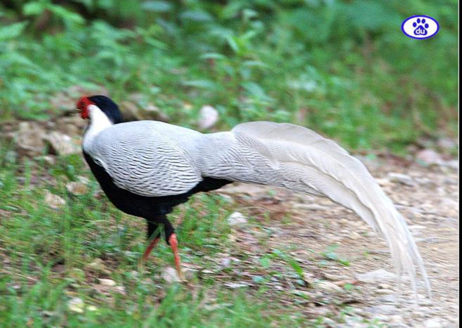 p>银鸡,属于雉科,学名为 lophura nycthemera,国家二级保护动物. /p>